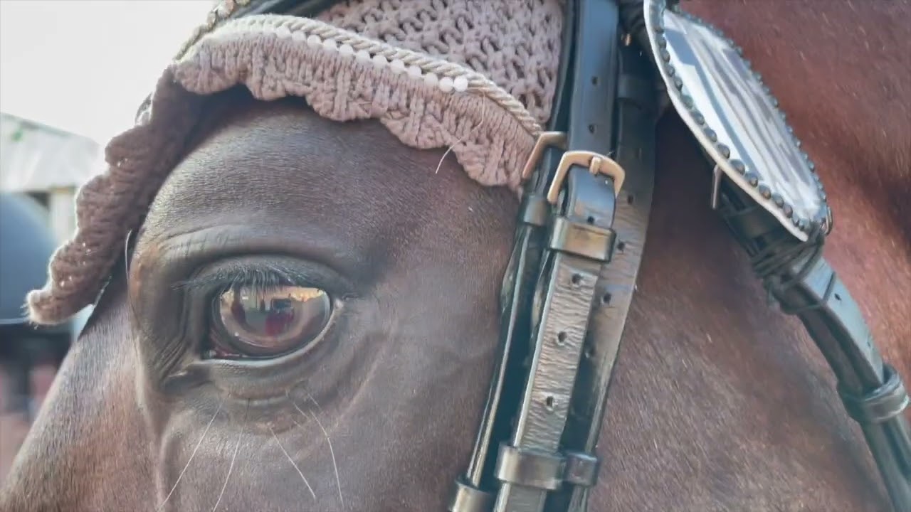 Rociero FS y Pampero FS. FEI-WBFSH Dressage World Breeding Championship for Young Horses 23