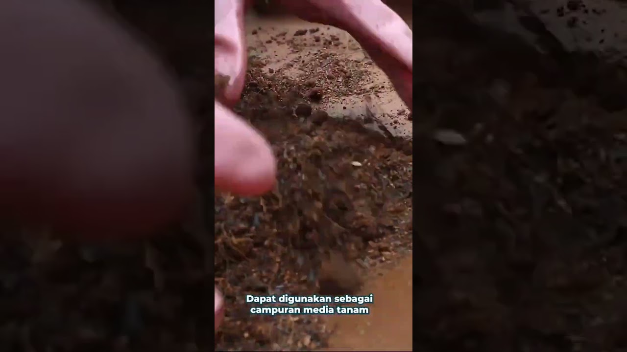 sekam bakar sebagai campuran media tanam 