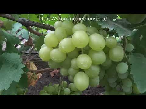 Сорта винограда Светлана (FVR-7-9)  2017