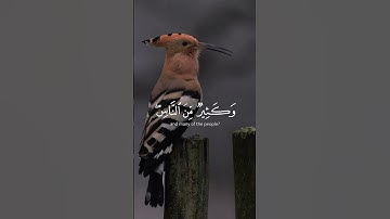 أَلَمْ تَرَ أَنَّ اللَّهَ يَسْجُدُ لَهُ مَن فِي السَّمَاوَاتِ_ تلاوة من سورة الحج _ الشيخ فارس عباد