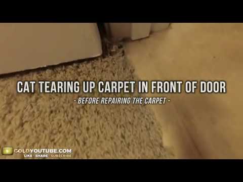 Repair Cat Scratches and Dog Chew Holes on Carpet and Rug Repair Kit