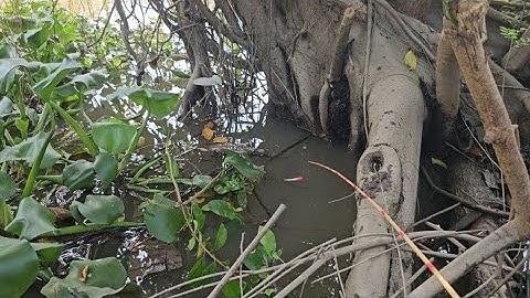 Tập 72 : hôm nay tôi đi câu trúng bến cá rô đồng  lớn quá ngon