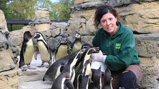 Animal Keeper Celine and the Humboldt Penguins!