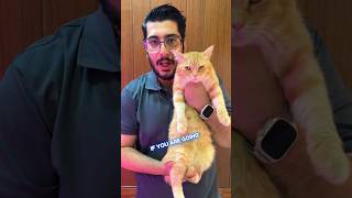 How to Bath a Cat and kittens #kitten #cat #shorts