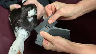 How to Attach the Optional Leg Band to the Waterfowl Birdy Bootie