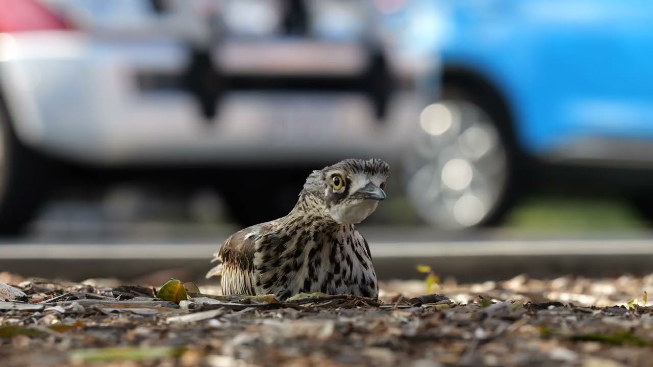 The inherent danger of being a ground-nesting bird | Bush Stone-Curlew