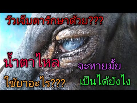 วีดีโอ: รักษาตาสีชมพูในวัว - วิธีรักษาตาสีชมพูในโค