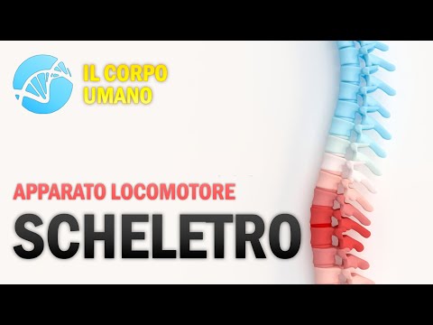 Video: Quali sono le funzioni del sistema canalicolare nell'osso?