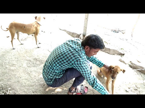 Dog training & puppy training 3 (marathi)