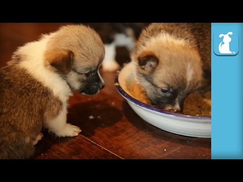 4 Week Old Corgi Puppies Are Messy Eaters!