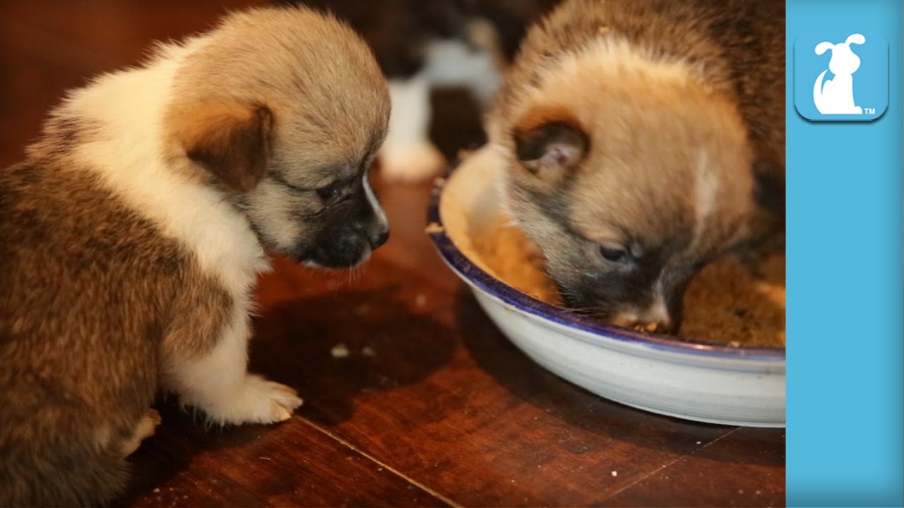4 Week Old Puppies Are Messy Eaters! Puppy Love