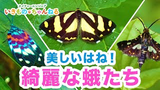 綺麗な蛾！知る人ぞ知る美しいはねを持つ昆虫たち