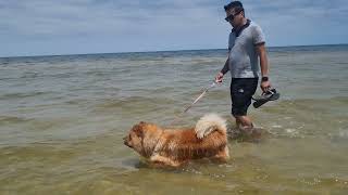 Chow Chows at the Beach | Dog friendly beach in Melbourne #chowchow #dogbeach by Red Cappuccino 450 views 2 years ago 9 minutes, 48 seconds