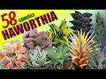 58 HAWORTHIA SPECIES | HERB STORIES