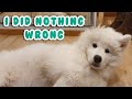 My Puppy Is A Trouble Maker | Samoyed Vacuums & Mops