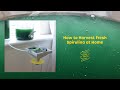 Growing Spirulina at Home - "How to Harvest" (Overview)