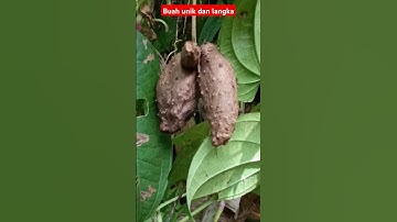 kentang gantung buah yang unik dan langka #video#viralshorts #trending #shorts