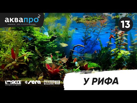 Видео: 13. У рифа #АкваПро