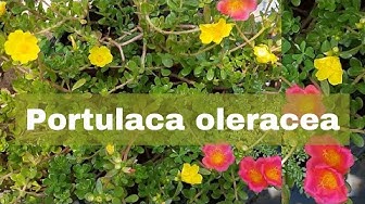Portulacaoleracea Youtube