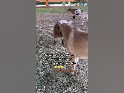 7 month old livestock guardian dog Judge won’t give up on getting our 3