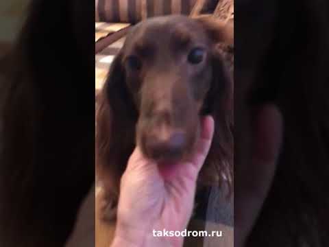 Пандус прикроватный для собак от компании ТАКСОДРОМ - артикул 2