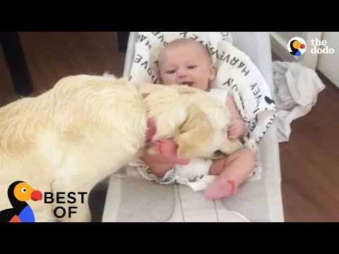 Animal Videos That Will Make You Happy: Funny &amp; Cute Animals 2018 | Best of The Dodo