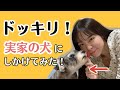 【ドッキリ！】実家の犬にドッキリをしかけてみた！【感動】