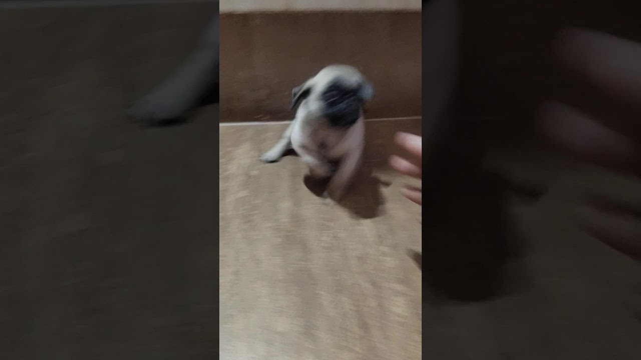 My pug eating apple 