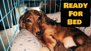 Mini Dachshund Getting Ready For Bed Cute Dog Video 4K