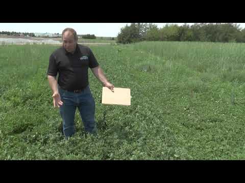 Video: Medium clover: description and application