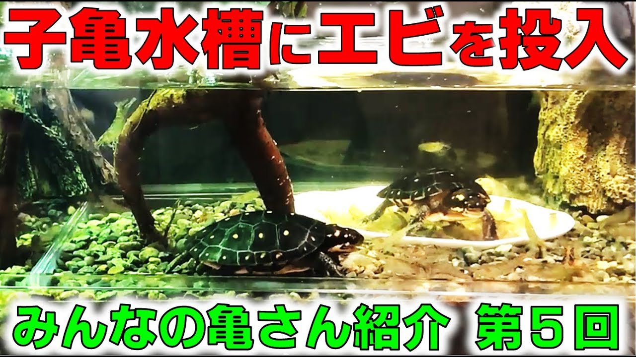大量のエビを赤ちゃん亀は食べれるのかな？「みんなの亀さん紹介 第5