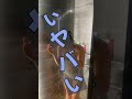 Shorts 真っ白ビキニでシャワータイム のはずがみこし絶叫 Shorts 真っ白ビキニでシャワータイム のはずがみこし絶叫