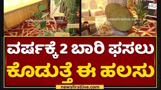 GKVK Krishi Mela 2021 : ಮೂರೇ ವರ್ಷಕ್ಕೆ ಫಸಲು ಕೊಡುವ ವಿಶೇಷ ಹಲಸು ಇದು | Jack Fruit | NewsFirst Kannada