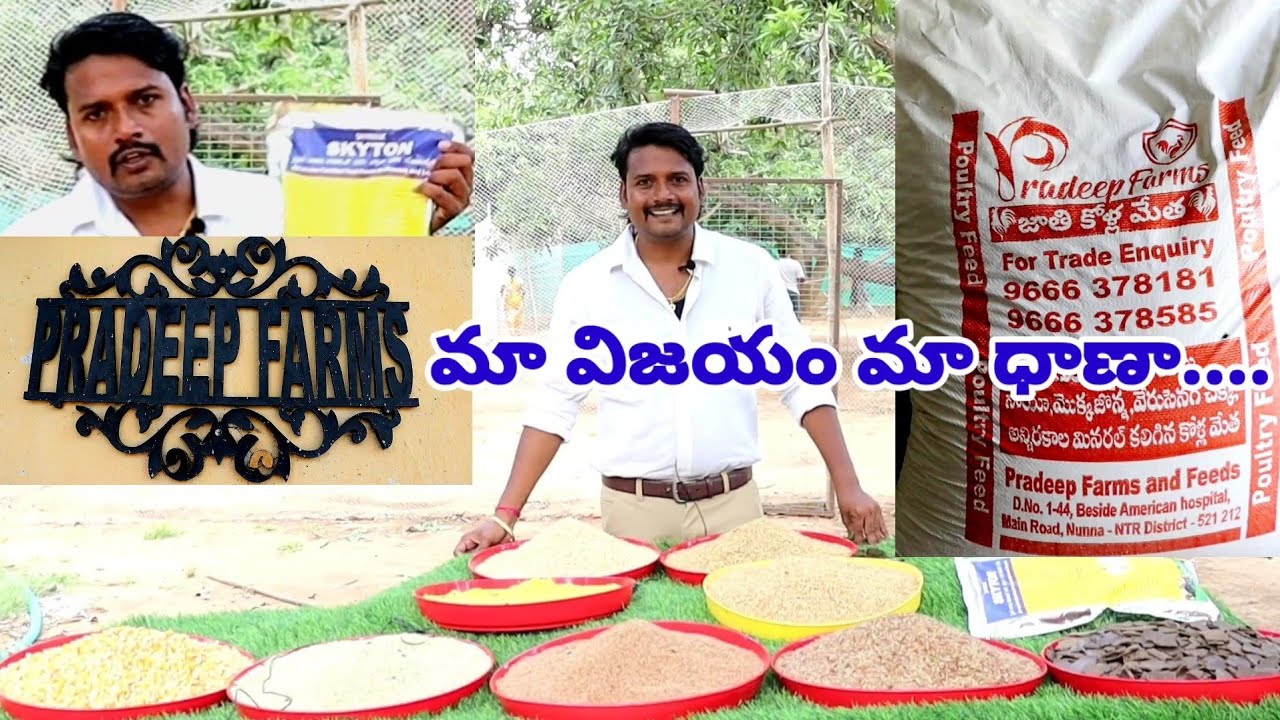 Natukodi farmingNatukodi farming teluguPradeep farmsNatukodi feed