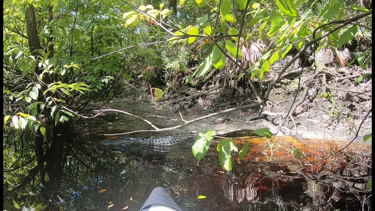 Withlacoochee River Kayak July 2023 YouTube