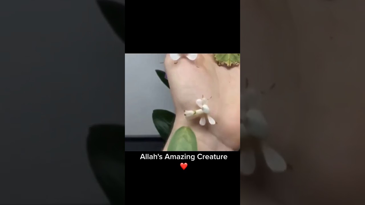 Animal video - YouTube