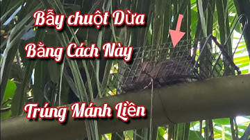 Bẫy Chuột Trên Cây Dừa, Bằng Cách Này Là Trúng Mánh Liền | NI NGUYỄN TV #935