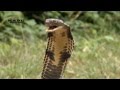 世界最大の毒蛇 キングコブラ