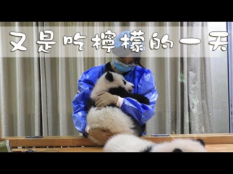 《熊貓早晚安》今天又是吃檸檬的一天 | iPanda