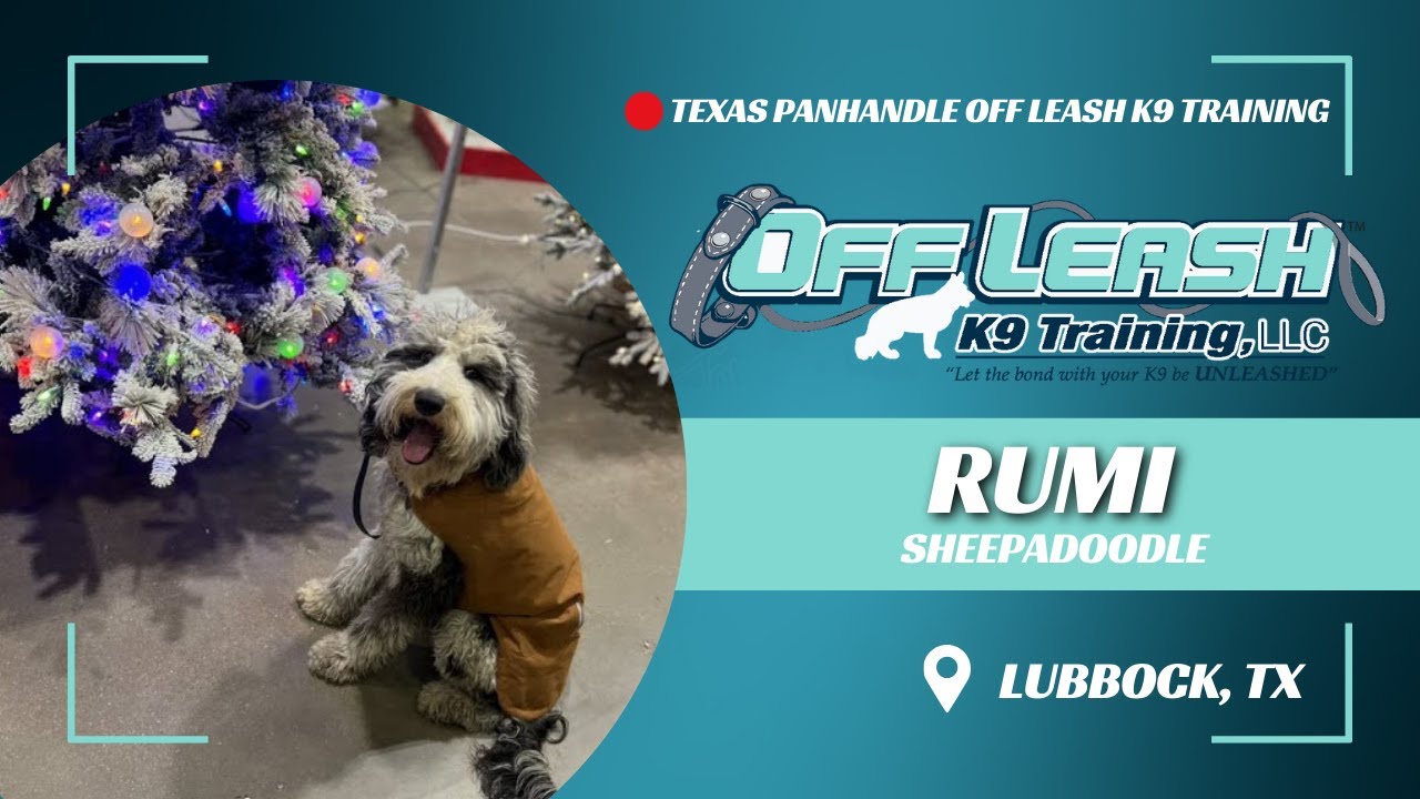 Rumi, The 6 Month Old Sheepadoodle | Best Dog Trainers in Lubbock, Texas