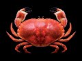 Top 6 Crabs 🦀🦀