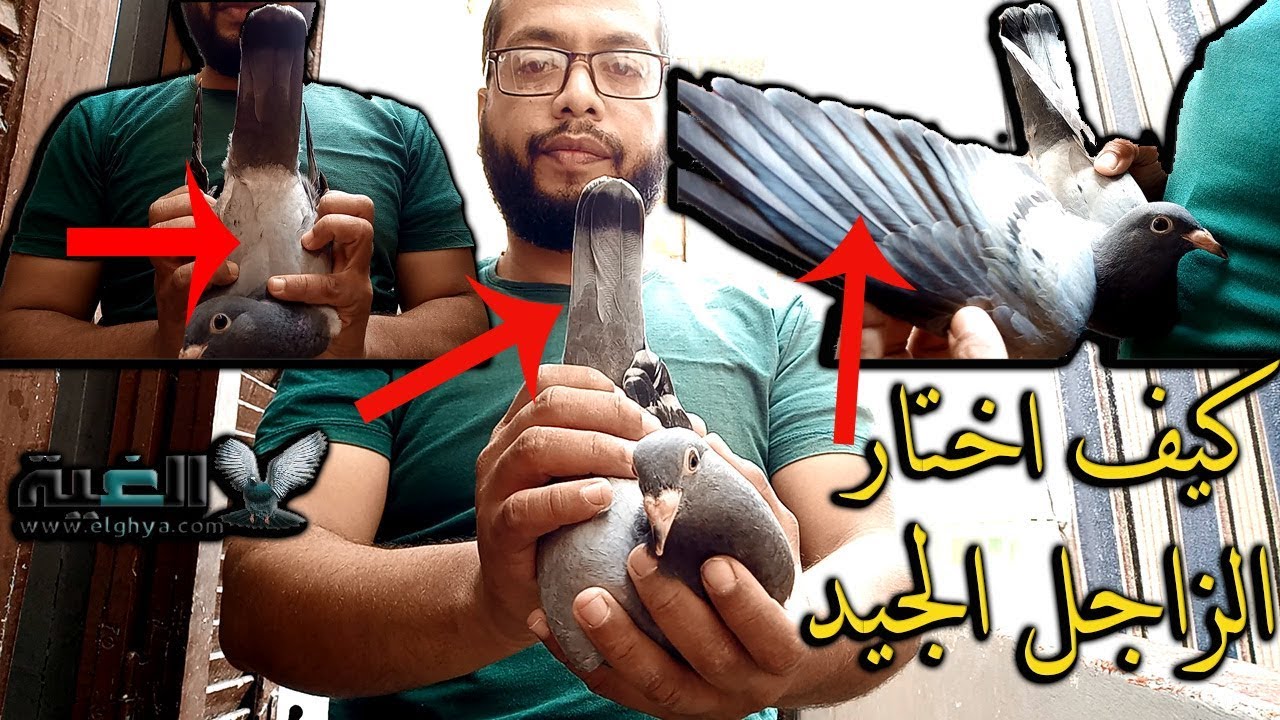 كيف ومتي اختار زغلول الحمام الزاجل الجيد للسباقات#العمدة#الغية