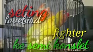 membuat lovebird fighter jadi konslet