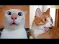 😹Коты 2022 смешные котики. 😹Приколы с котами до слез. Я СМЕЯЛСЯ ПОЛЧАСА 😹Funny cats tiktok 2022-2021