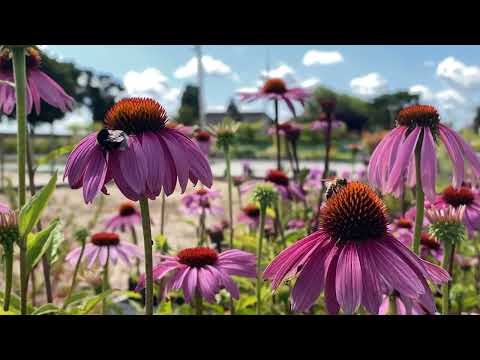 Video: Bloem verjongd: planten en verzorgen