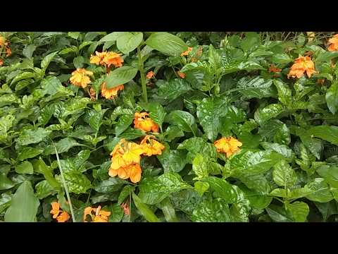 Video: Crossandra Wavy (Crossandra) - Keindahan Dari Daerah Tropis, Tumbuh Di Sebuah Apartemen