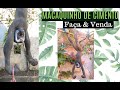 DIY -Como Fazer um Macaco de Cimento