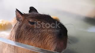Capybara Sounds