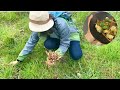 เก็บหญ้าหางม้ามาทำอาหารกันจ้า Picking &amp; Cooking Horsetail #wildedibleuk #ผักป่ากินได้
