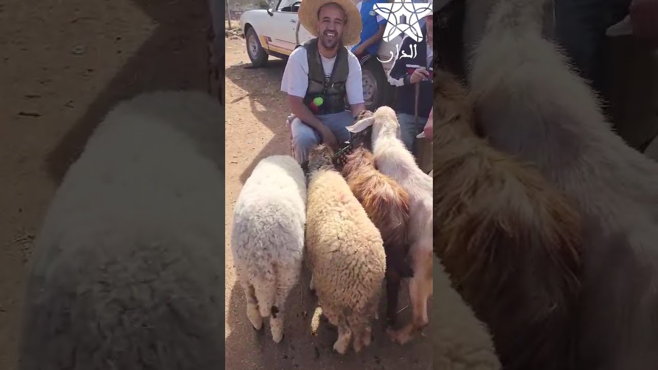 من مكناس .. آخر يوم بسوق الأضاحي يعرف ارتفاع في الاثمنة وقلة في العرض